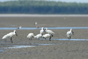 Spatules<br>NIKON D4, 850 mm, 640 ISO,  1/1000 sec,  f : 9 